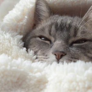 Meet your Posher, Paul